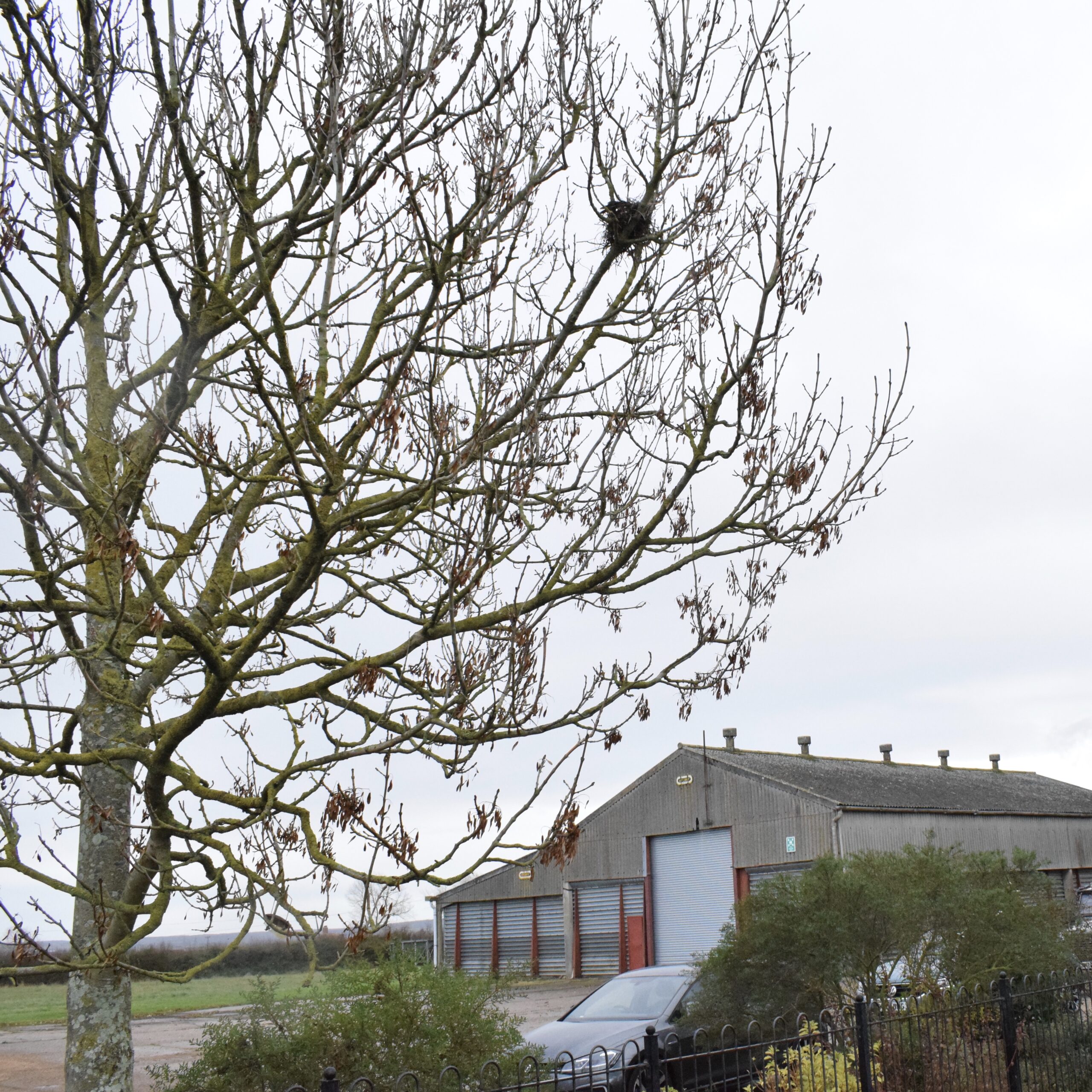 tree in the foreground of a house